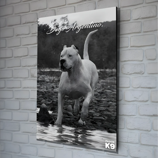 Cuadro Dogo Argentino